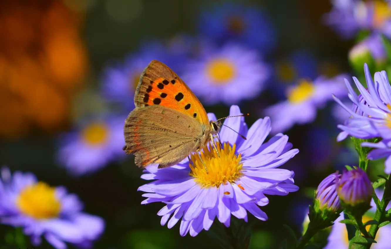 Фото обои Макро, Бабочка, Боке, Bokeh, Macro, Фиолетовые цветы, Butterfly, Purple flowers