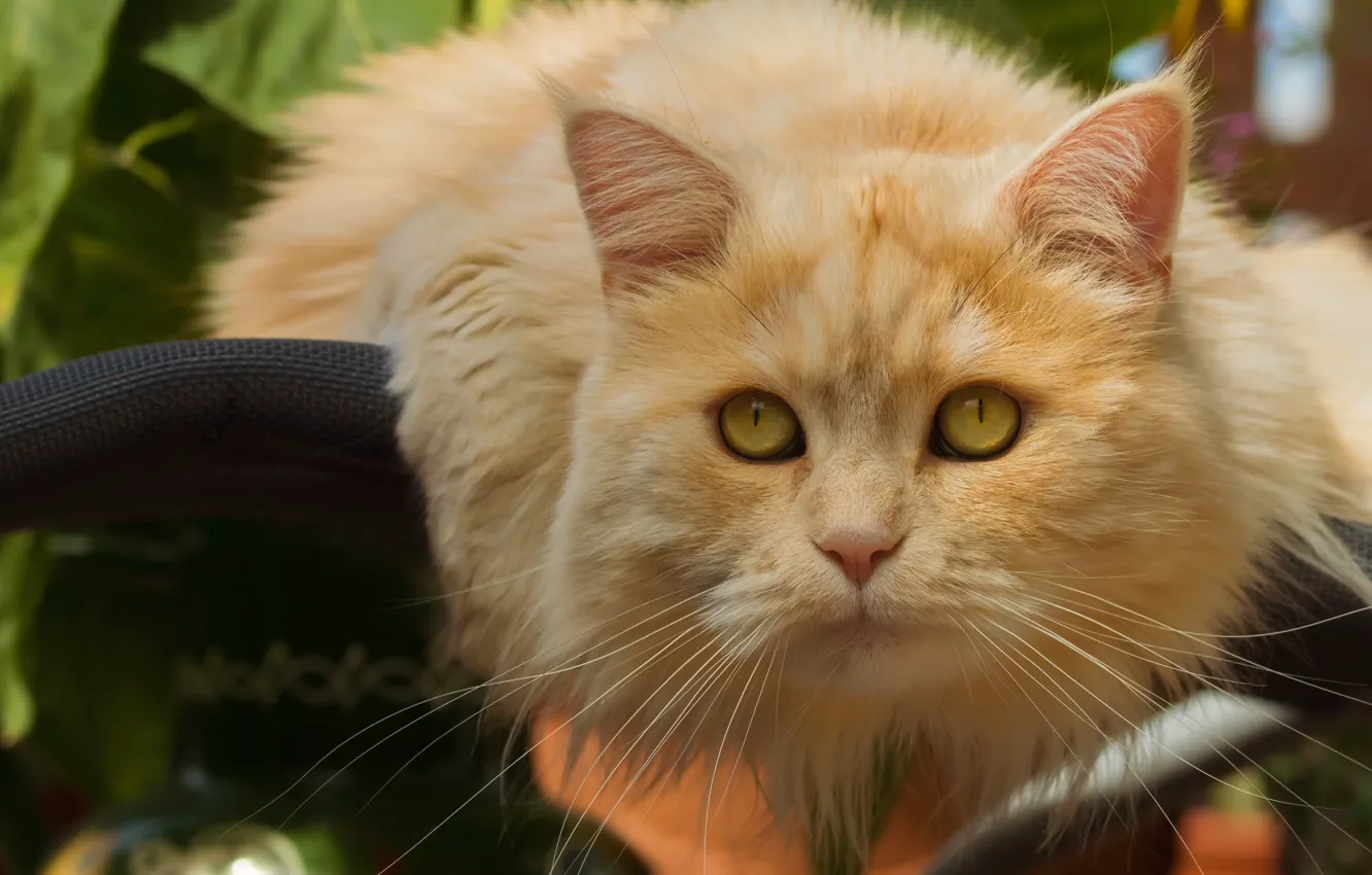 Фото обои кот, взгляд, портрет, рыжий кот