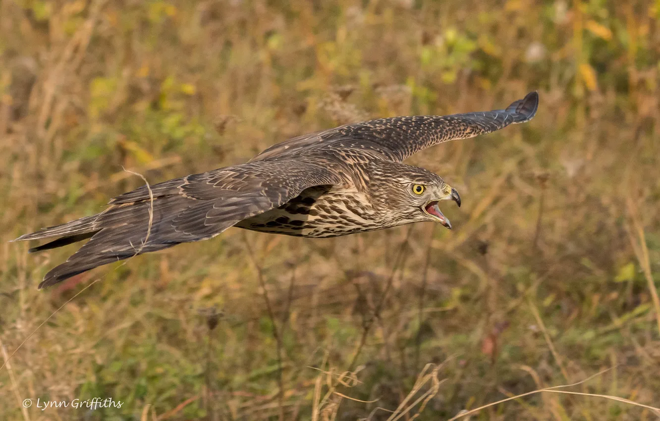 Фото обои трава, солнце, полет, природа, птица, крылья, хищник, клюв