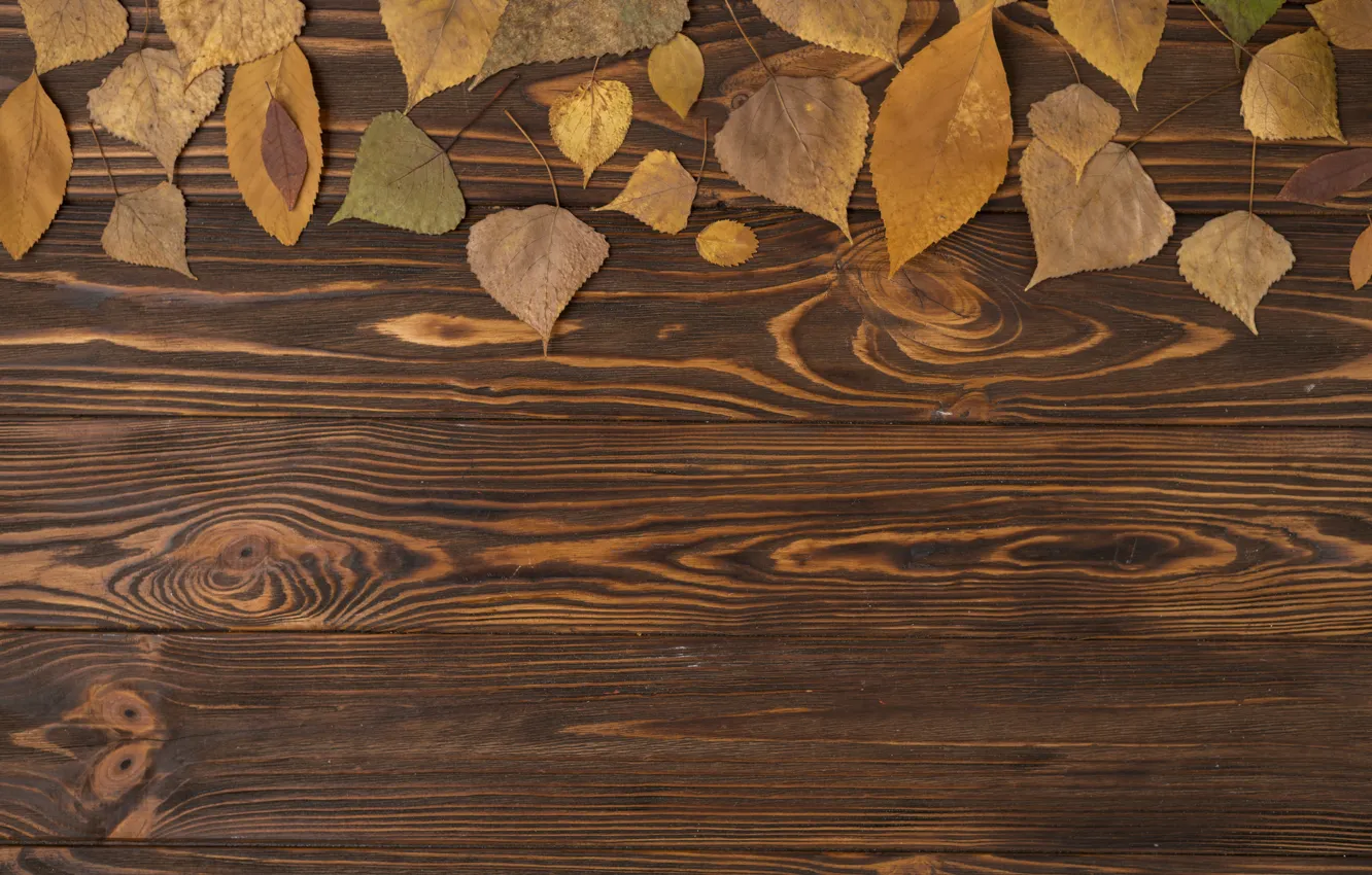 Фото обои осень, листья, фон, дерево, colorful, wood, background, autumn