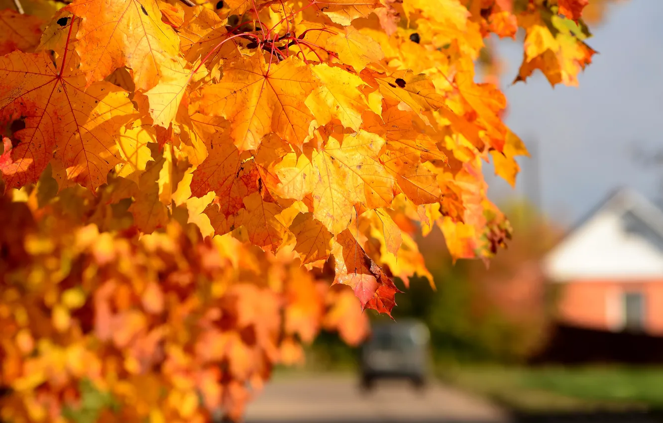 Фото обои осень, листья, солнечный денек