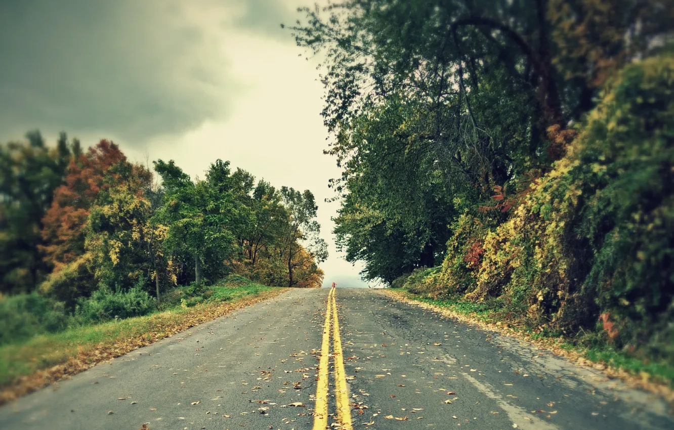 Фото обои дорога, лес, деревья, пасмурно