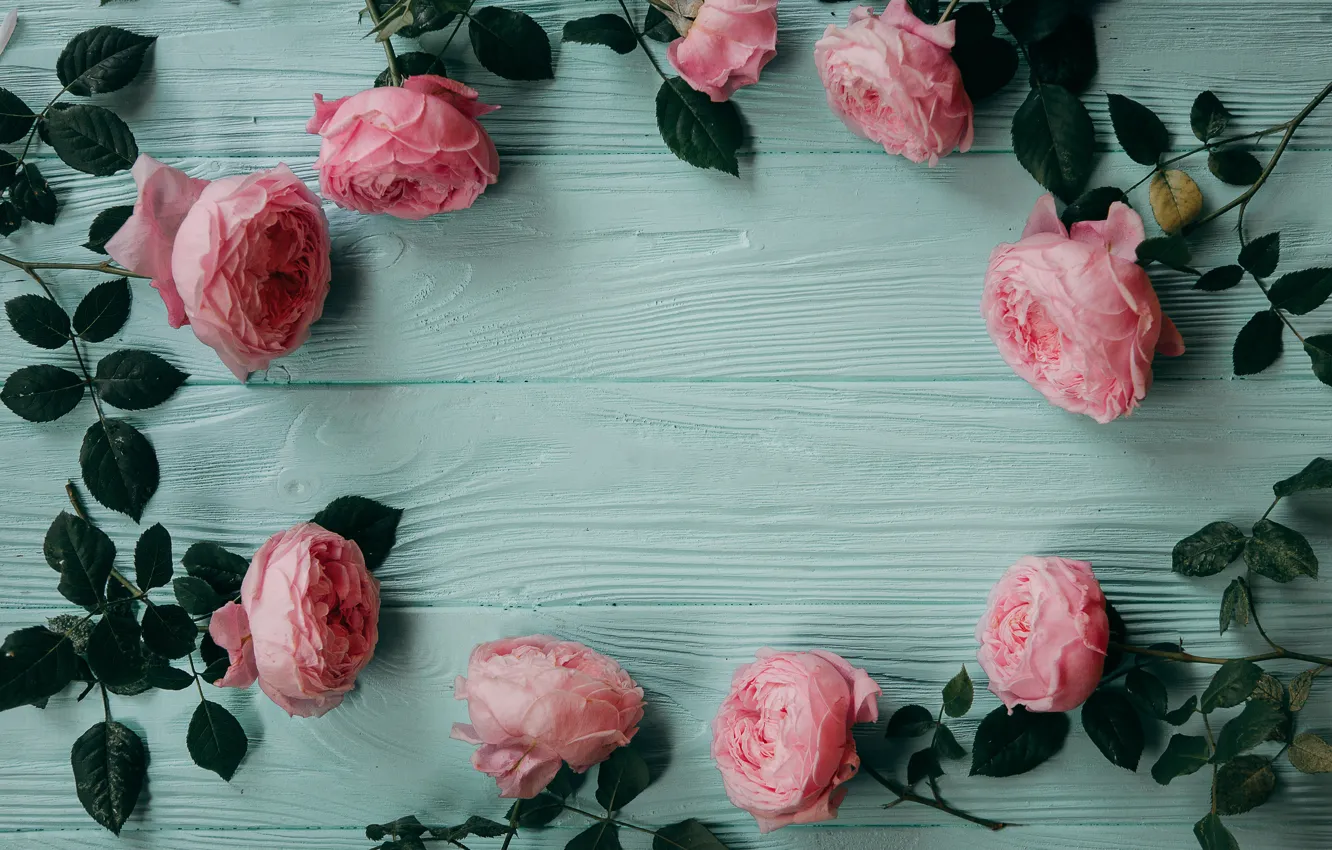 Фото обои розы, розовые, бутоны