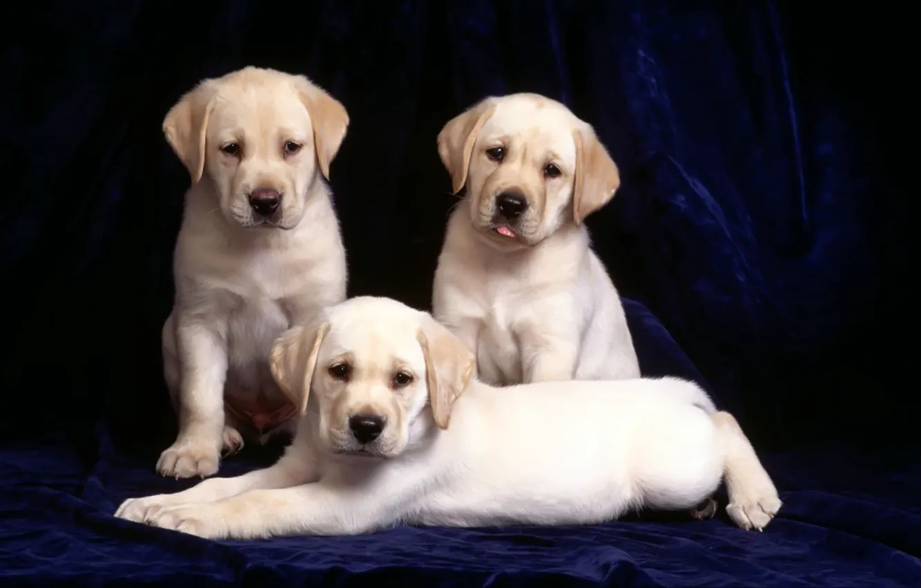 Фото обои 3 красивых щеночка, бархатный фон, красивые глазки