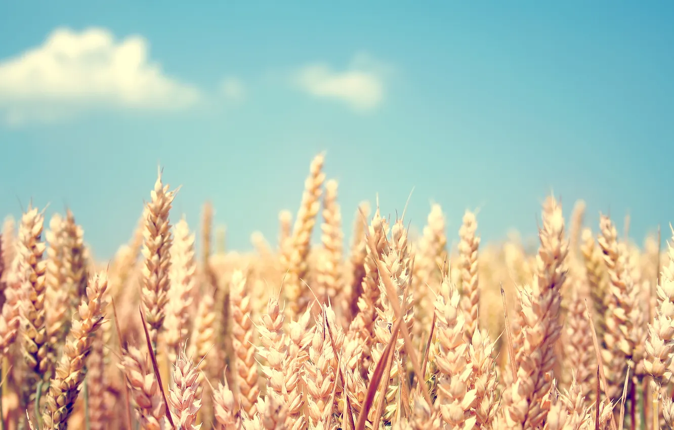 Фото обои пшеница, поле, небо, колоски, колосья, злаки