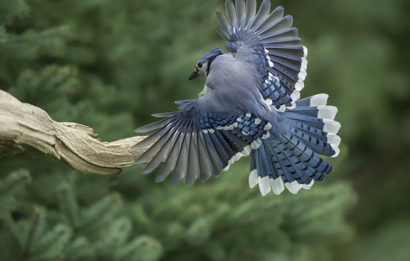 Фото обои птица, крылья, перья, хвост, коряга, Голубая сойка