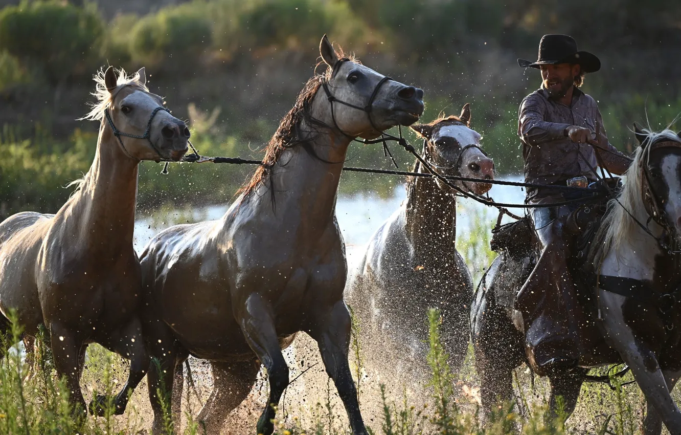 Фото обои horses, animal, cowboys