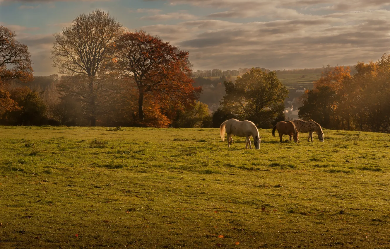 Фото обои поле, осень, пейзаж, кони, лошади