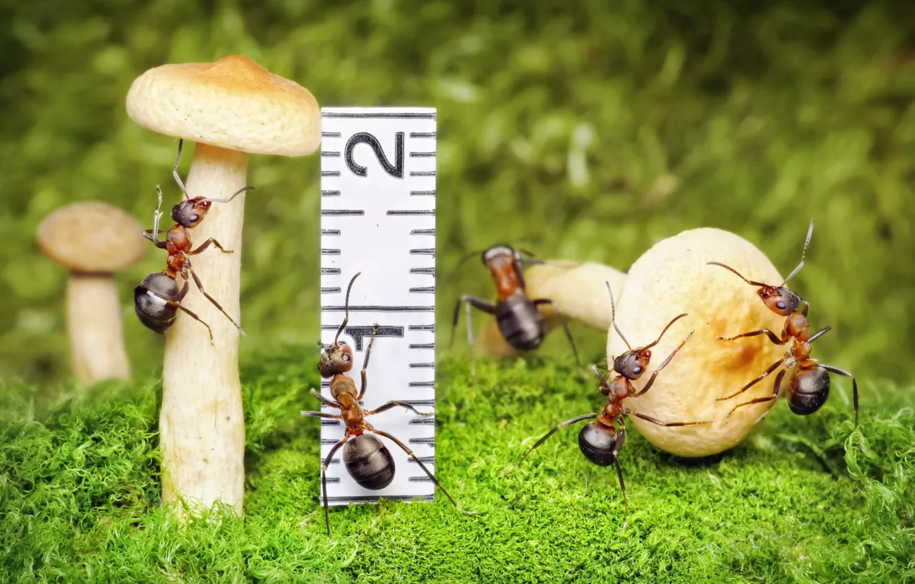 Фото обои макро, насекомые, грибы, мох, ситуация, муравьи, линейка, обои от lolita777