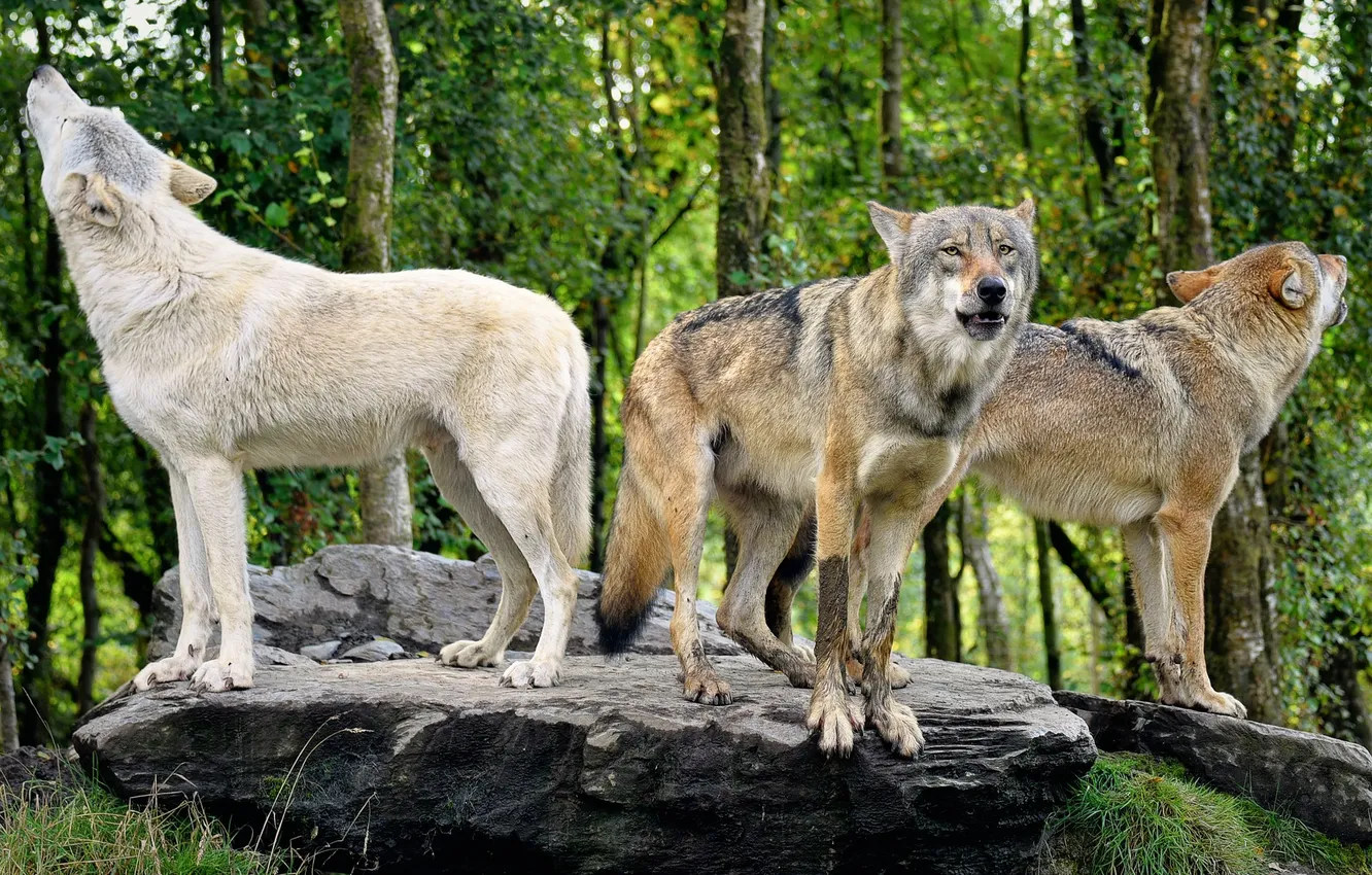 Фото обои nature, snow, predator, face, animal, wolf, wolves, wildlife