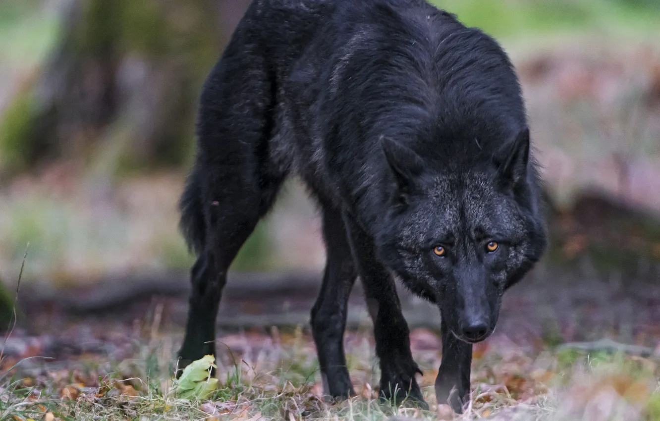 Фото обои nature, face, animal, wolf, wildlife, head, fur, mammal