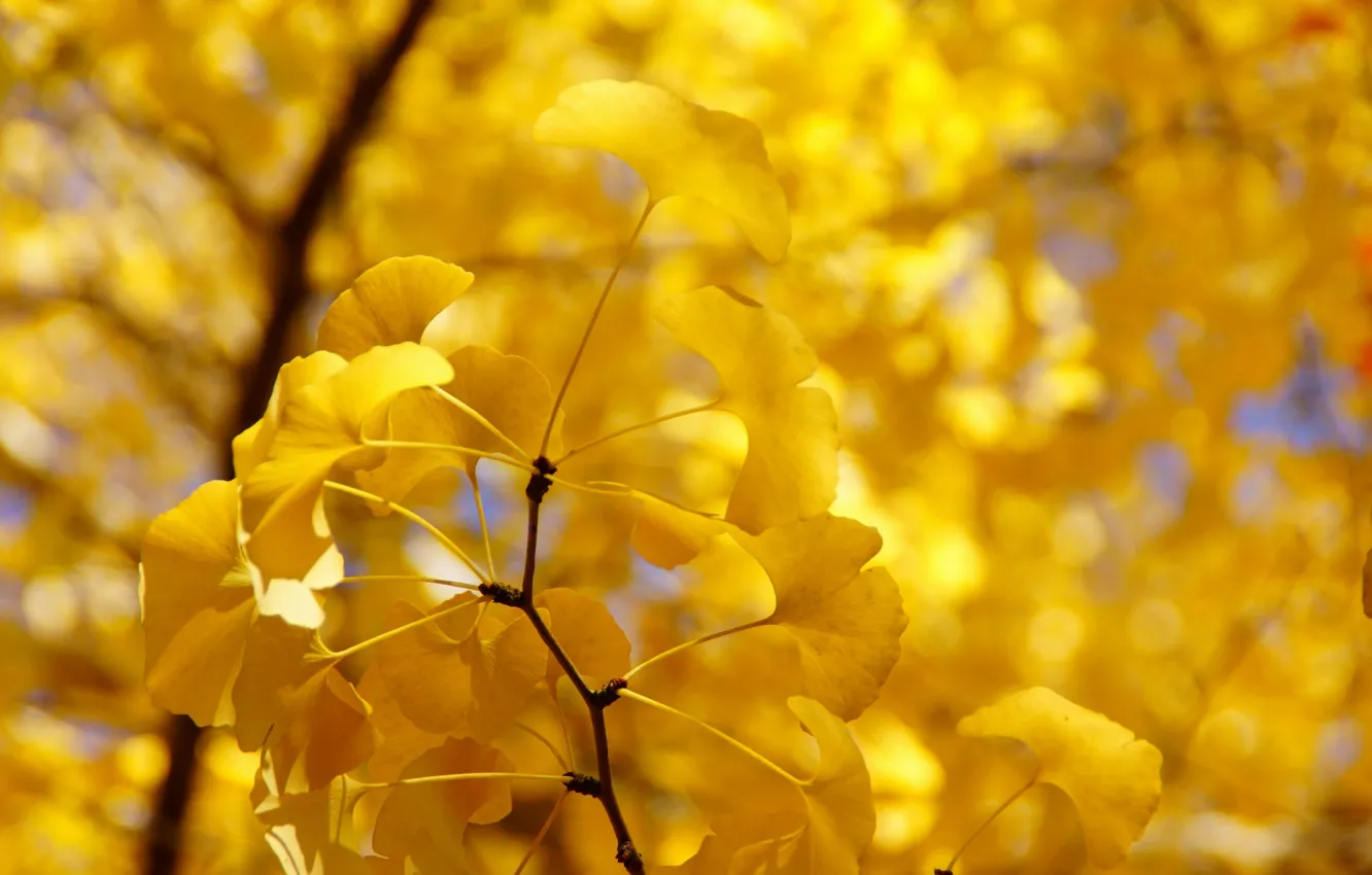 Фото обои осень, листья, дерево, ветка, желтые