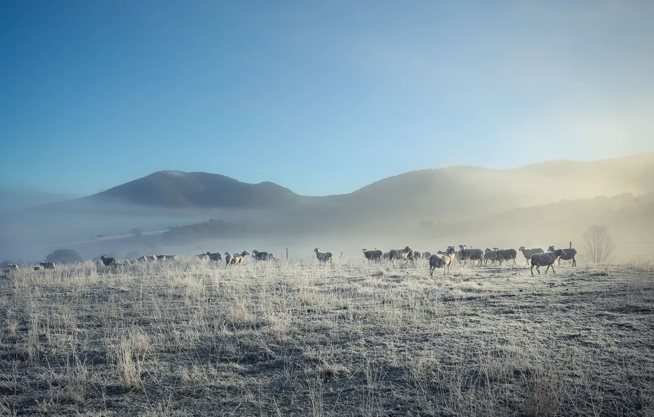 Фото обои природа, туман, овцы, утро