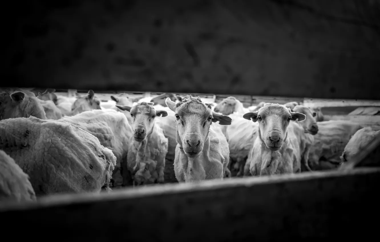 Фото обои овцы, стадо, человечество