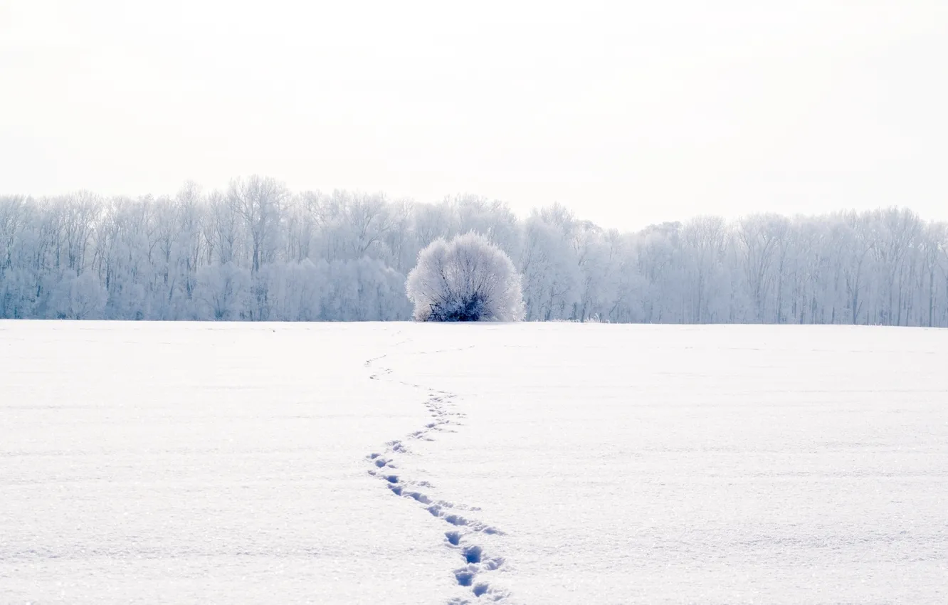 Фото обои холод, зима, белый, снег, деревья, пейзаж, следы, природа