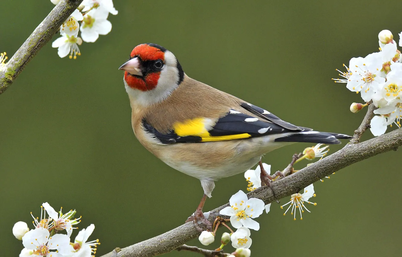 Фото обои цветы, природа, птица, ветка, весна