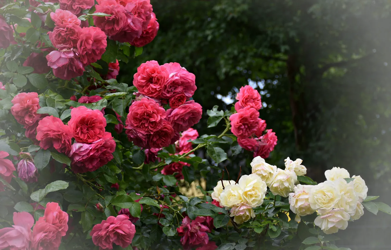 Фото обои листья, розовая, роза, лепестки, цветение