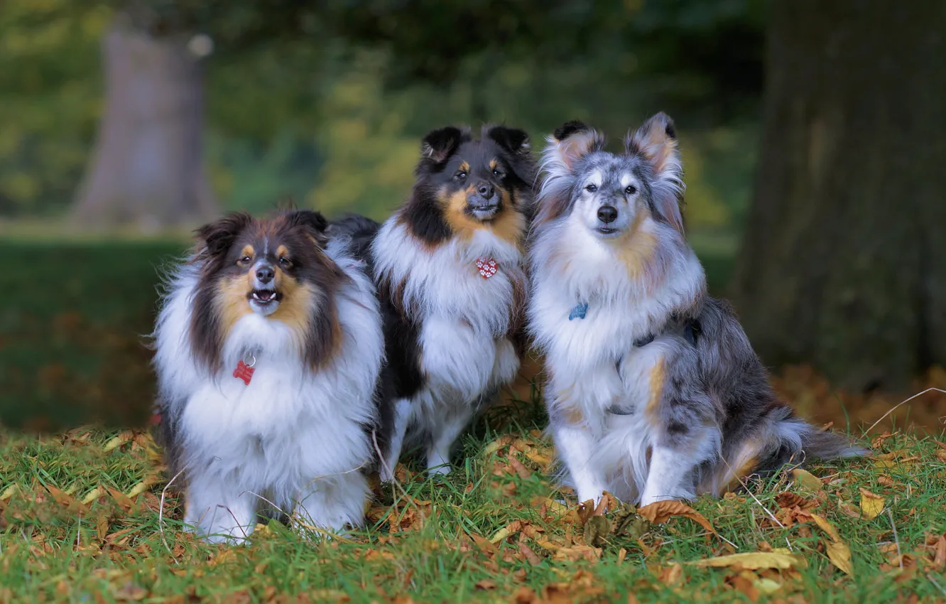 Фото обои осень, собаки, трио, троица, шелти, шетлендская овчарка