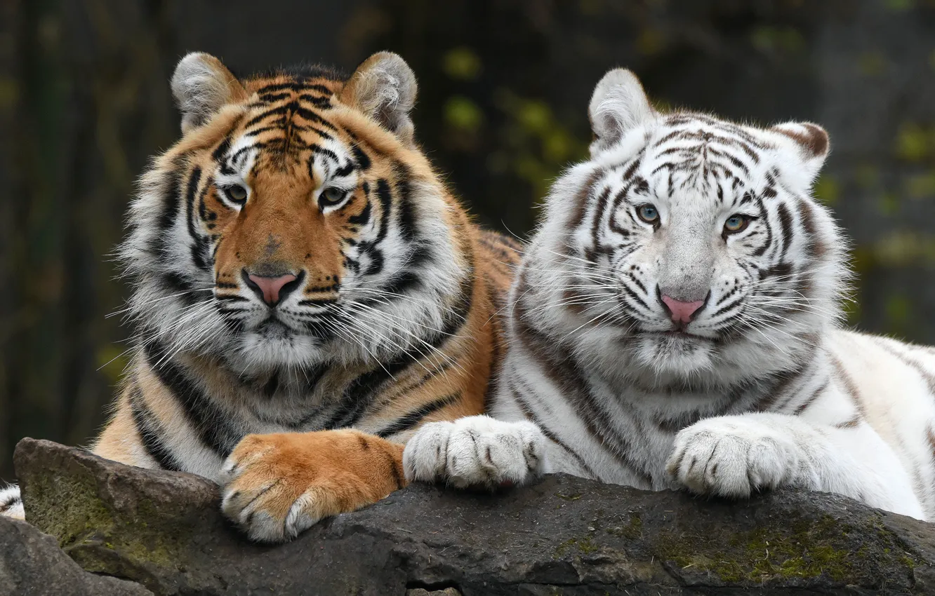 Фото обои белый, взгляд, тигр, темный фон, портрет, пара, тигры, дуэт