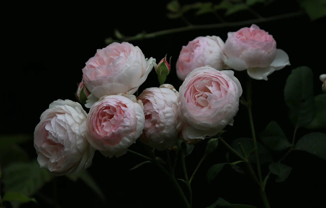Фото обои цветы, розы, лепестки, черный фон, бутоны, flowers, petals, roses