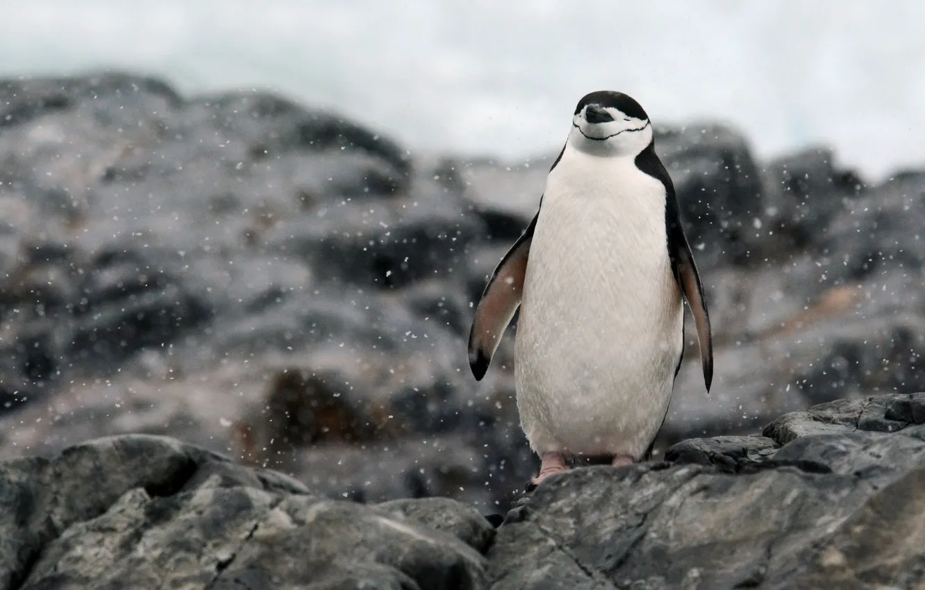 Фото обои rocks, Antarctica, relaxing, penguin