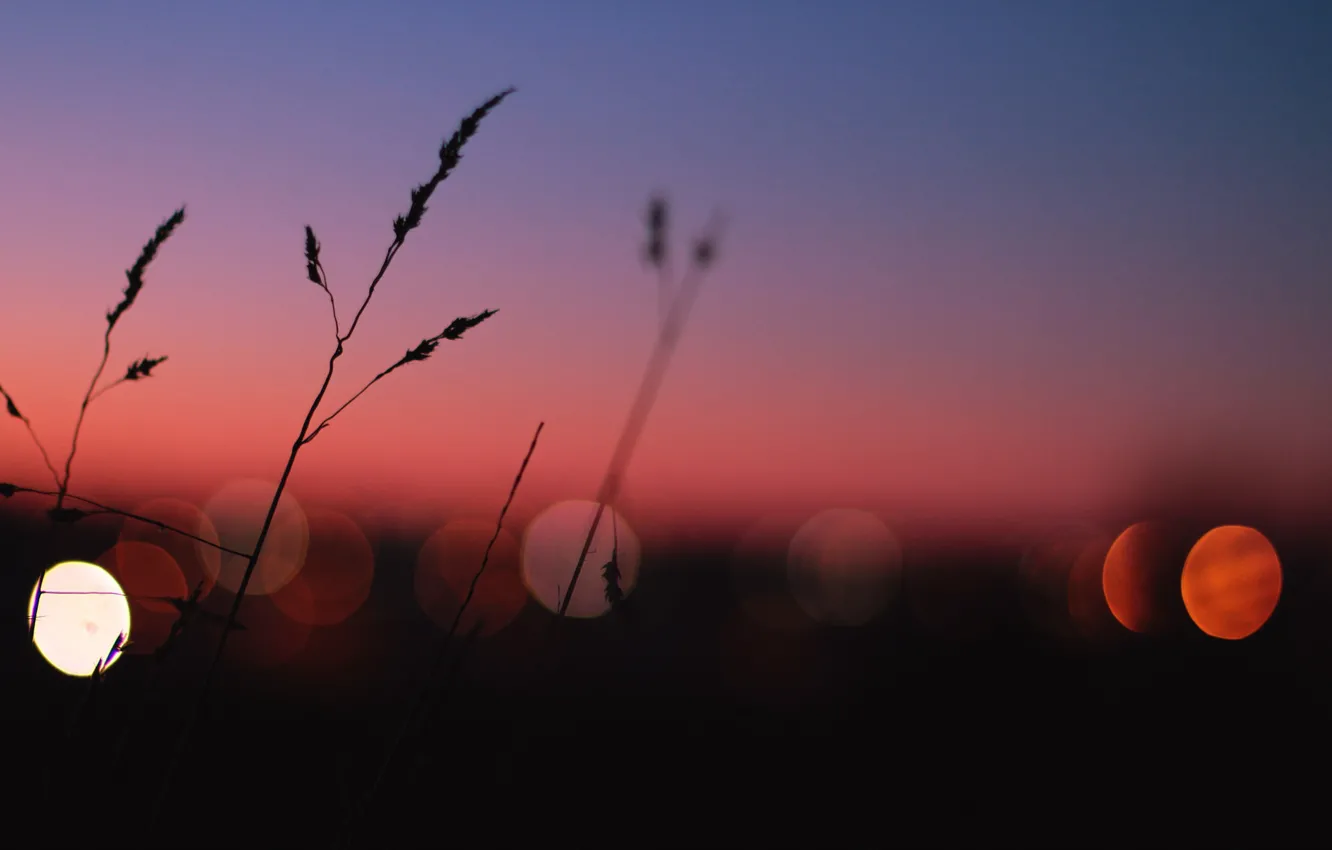 Фото обои lights, grass, twilight, sunset, dusk, globes