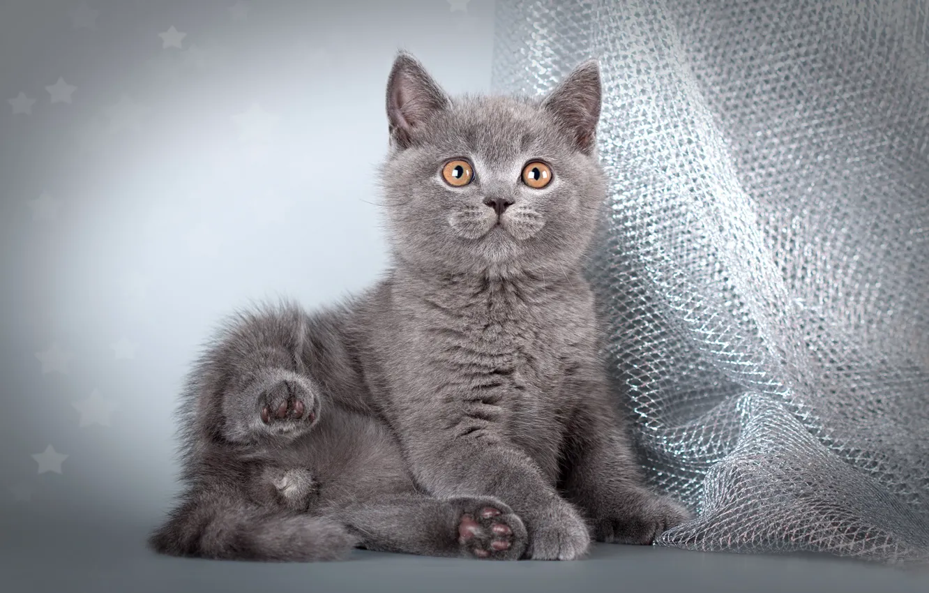Фото обои котенок, серый, котик, лапки, ткань, сидит, фотосессия, британский