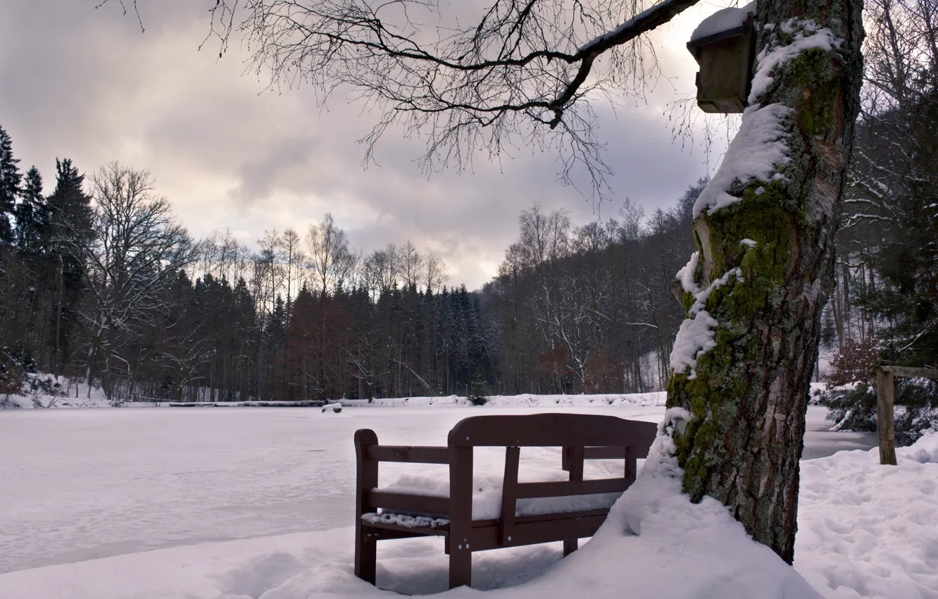 Фото обои Snow, Seat, Trees
