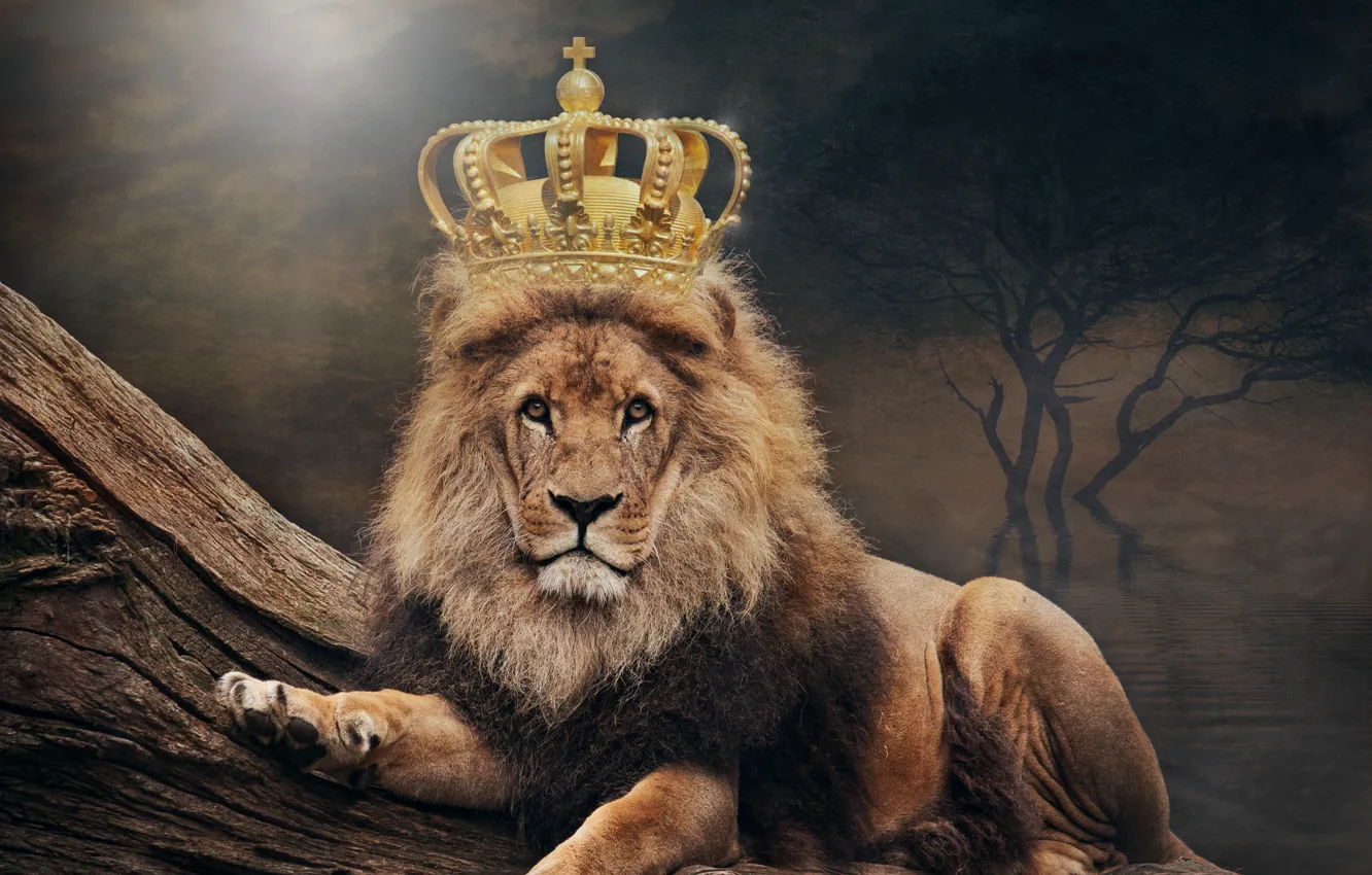 Фото обои лев, корона, искусство, король, животный мир