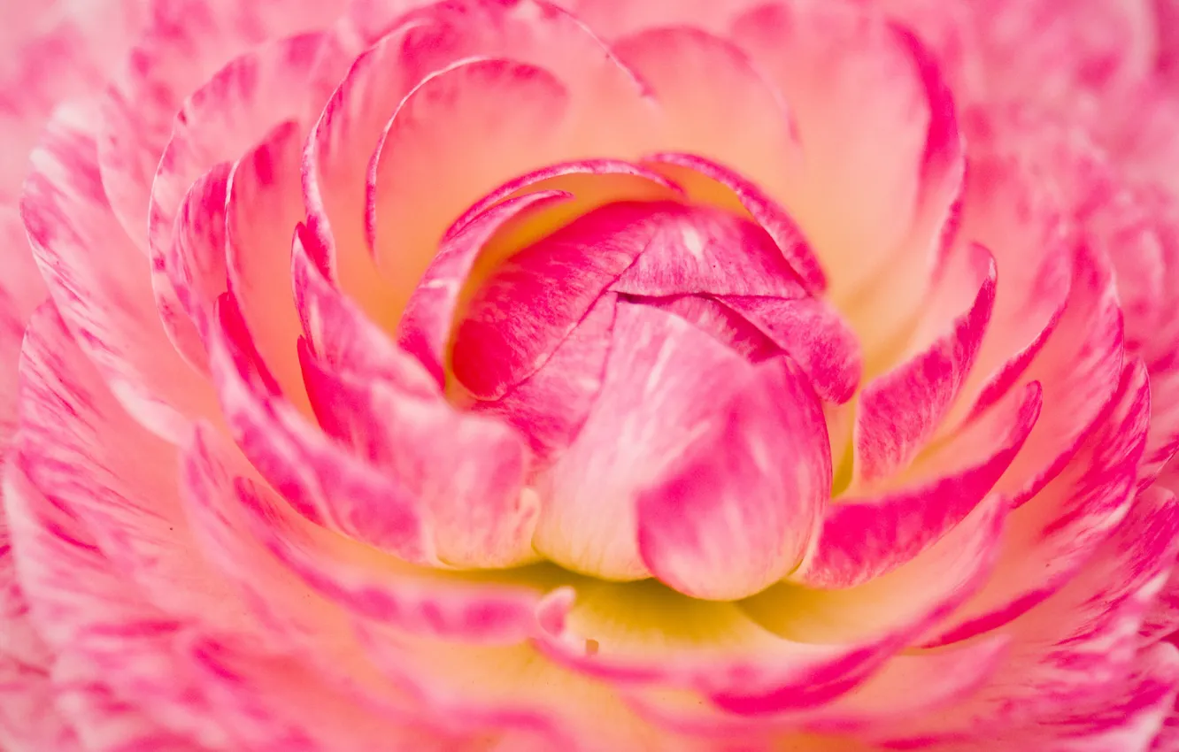 Фото обои цветок, макро, розовый, лепестки