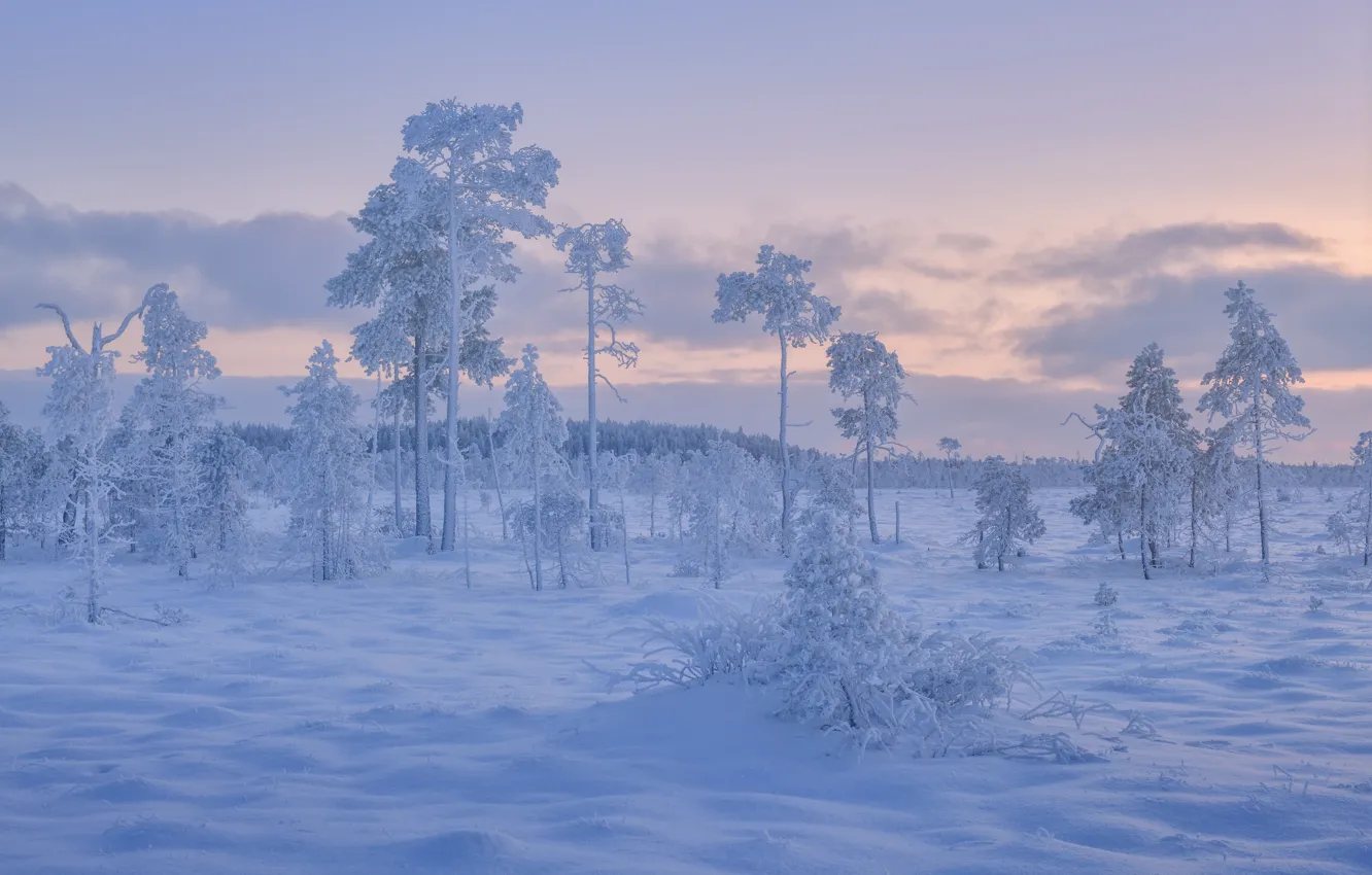 Фото обои зима, снег, деревья, Россия, изморозь, Карелия, Кольский полуостров, Максим Евдокимов