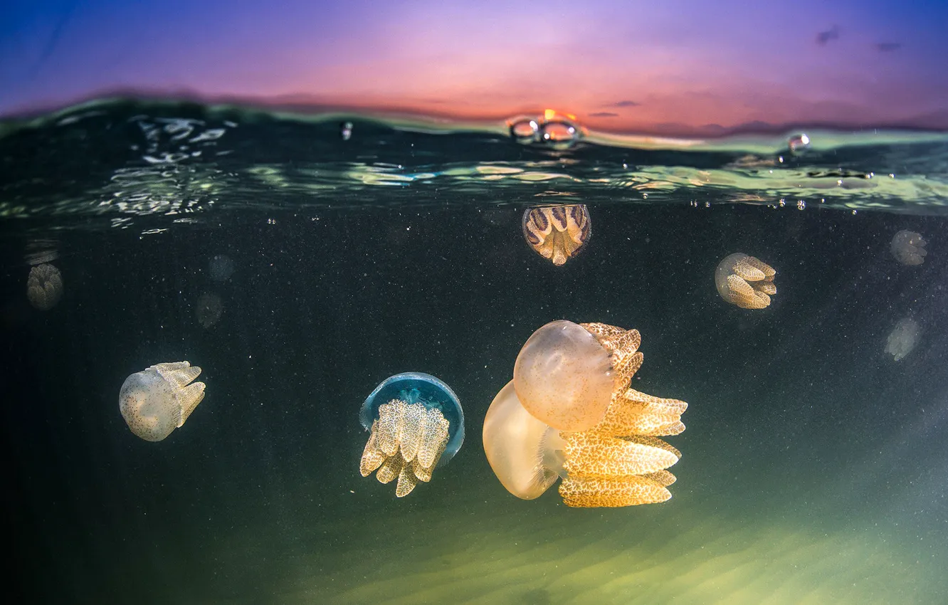 Фото обои море, небо, природа, медузы