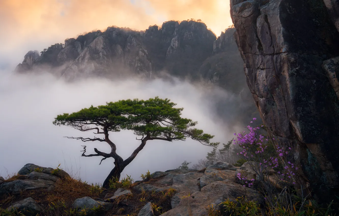 Фото обои трава, облака, пейзаж, цветы, горы, туман, скала, дерево