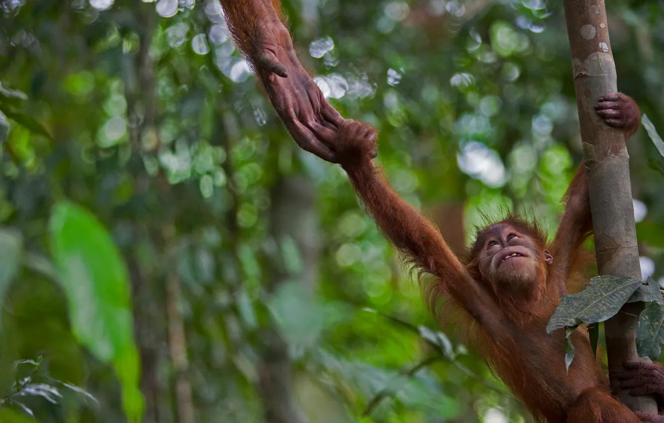 Фото обои Индонезия, Гунунг-Лёсер, суматранский орангутан