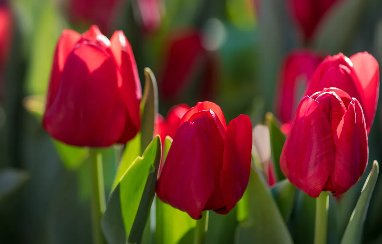 Фото обои цветы, весна, тюльпаны, красные, бутоны, зеленый фон