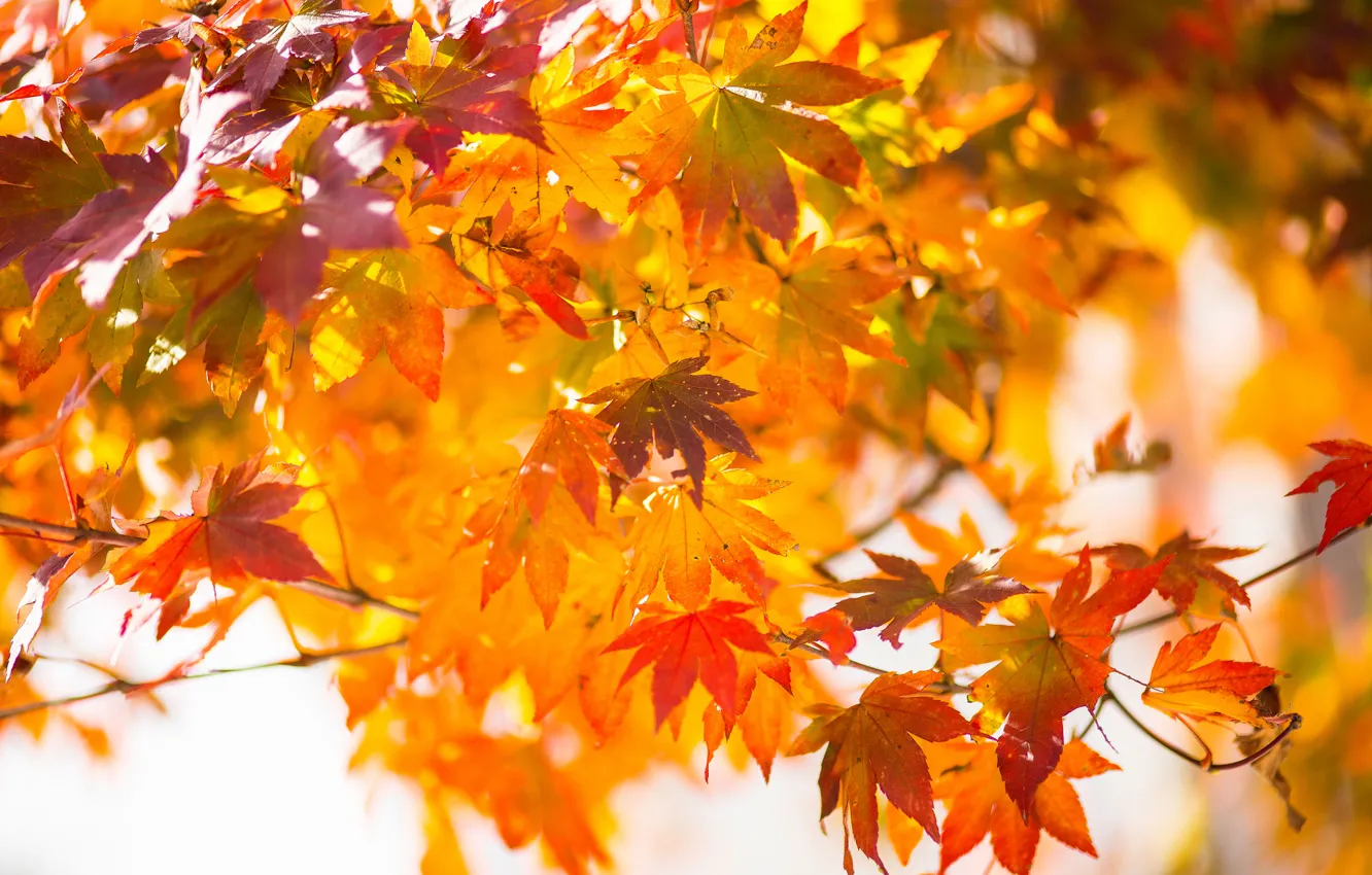 Фото обои осень, листья, макро, ветка