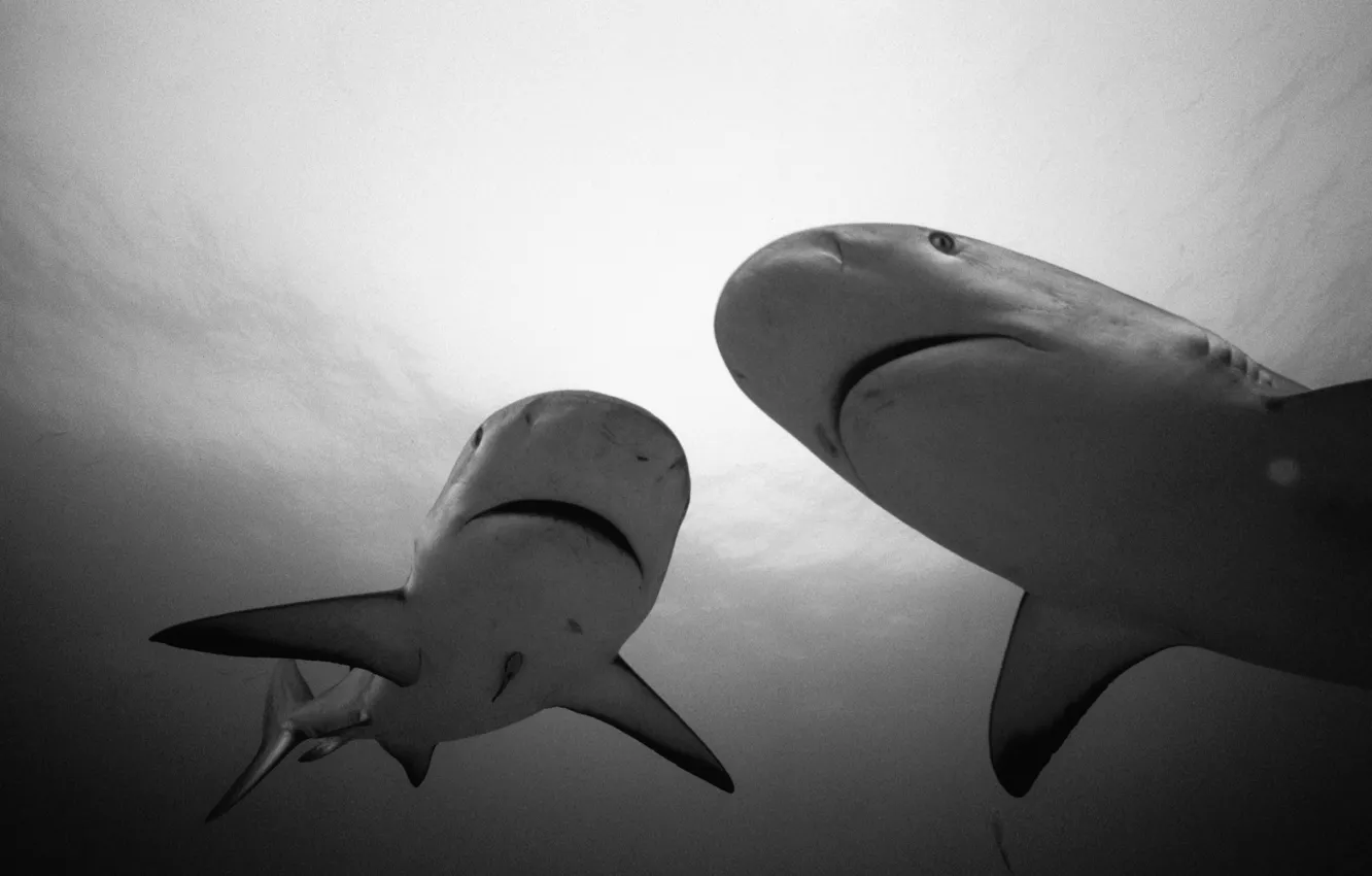 Фото обои акула, белая