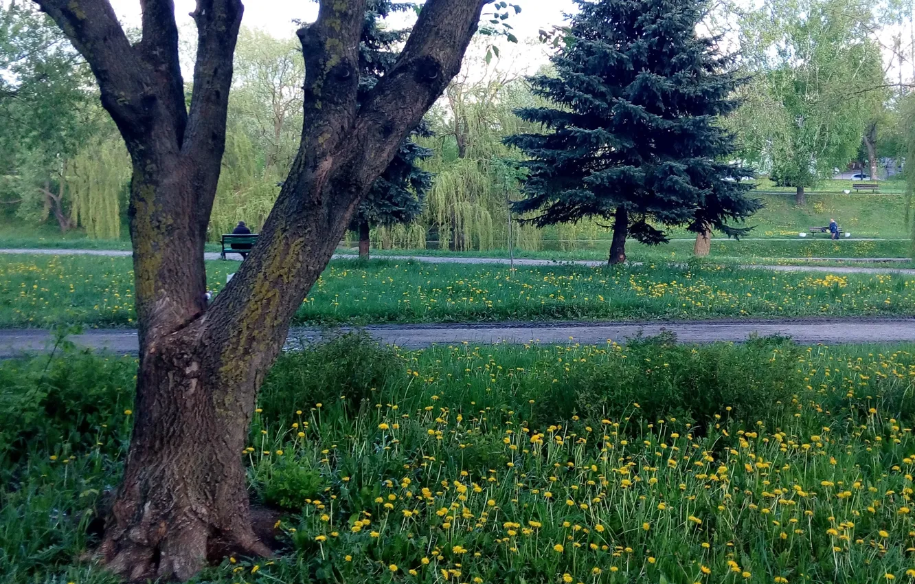 Фото обои деревья, парк, весна, Беларусь