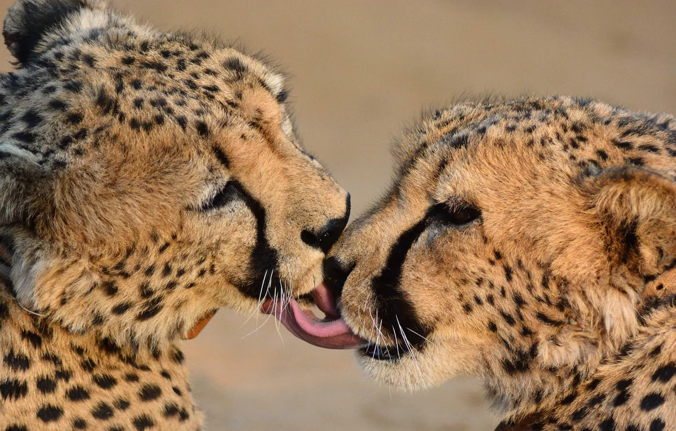 Фото обои animal, wildlife, big cats, cheeta
