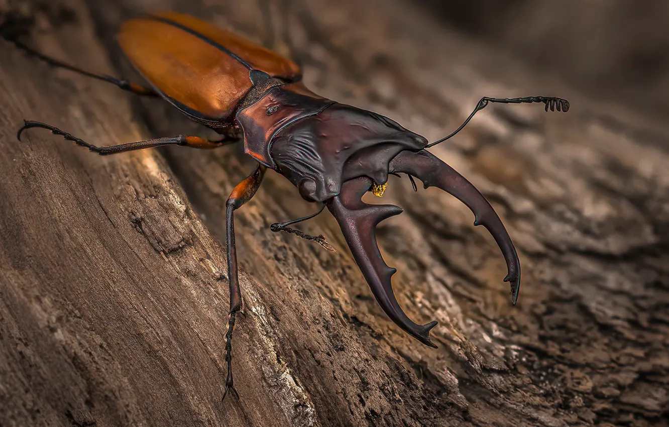 Фото обои природа, жук, Cyclommatus pahangensis