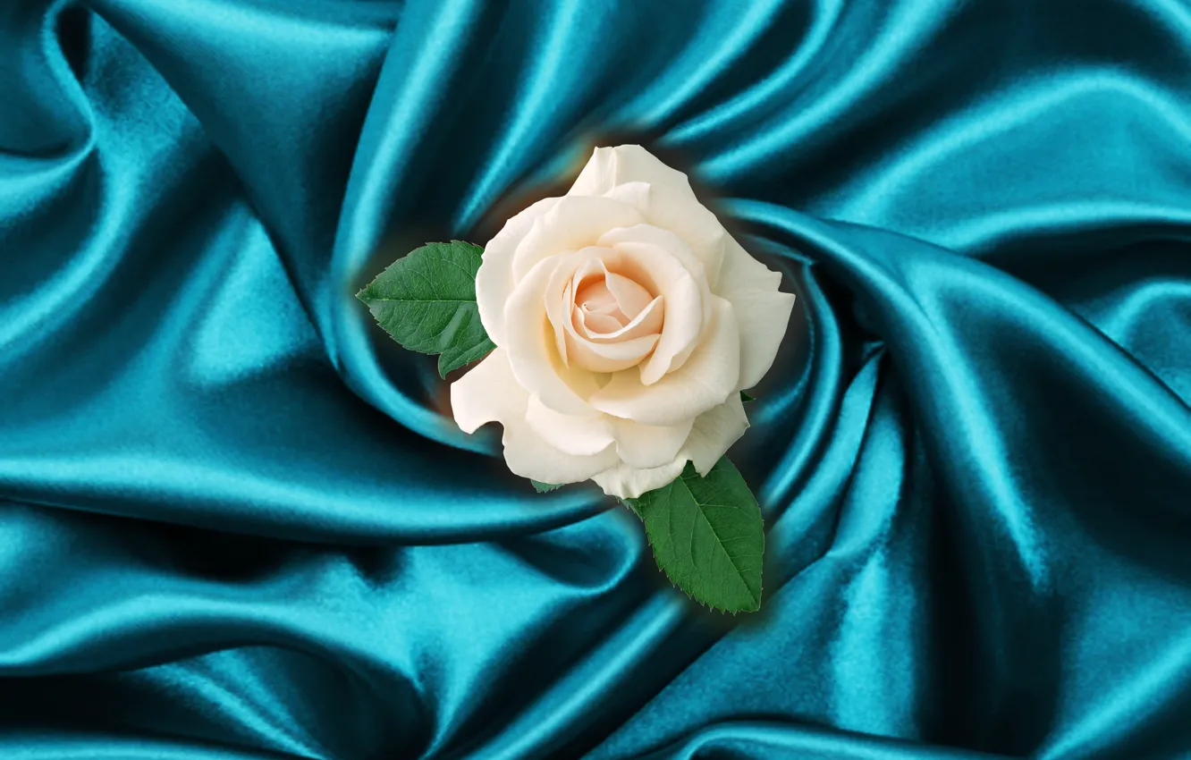 Фото обои rose, flower, macro