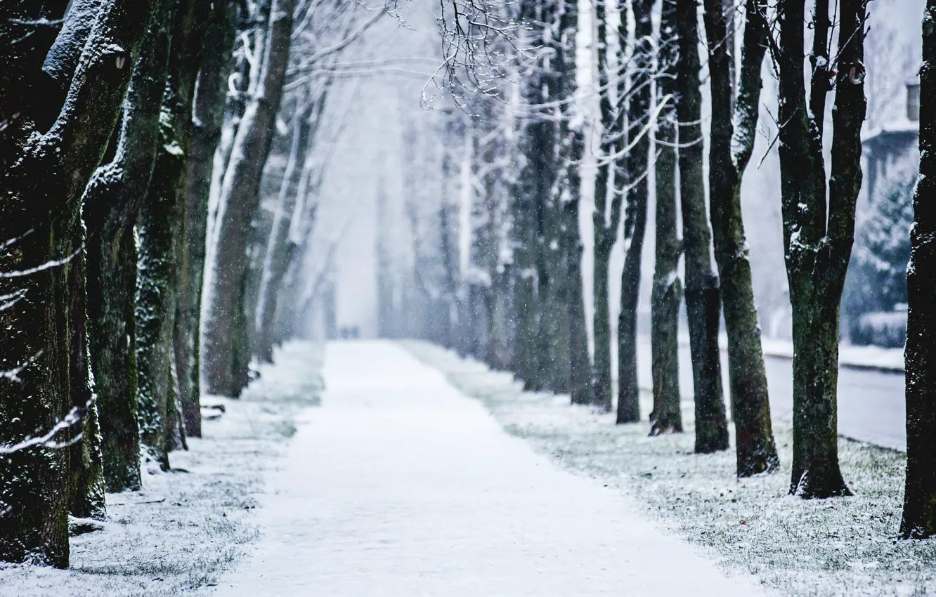 Фото обои зима, снег, деревья, город, алея