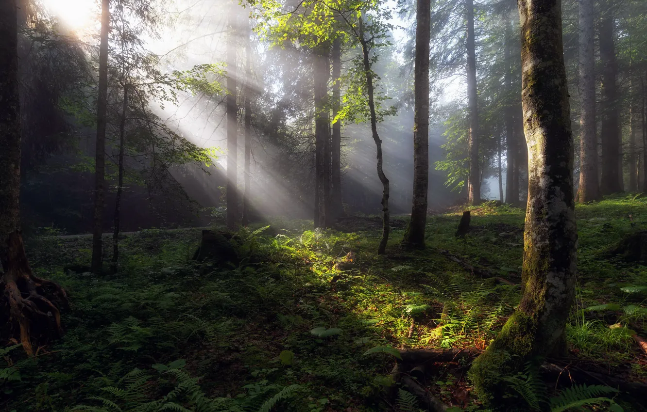 Фото обои лес, лето, свет, утро