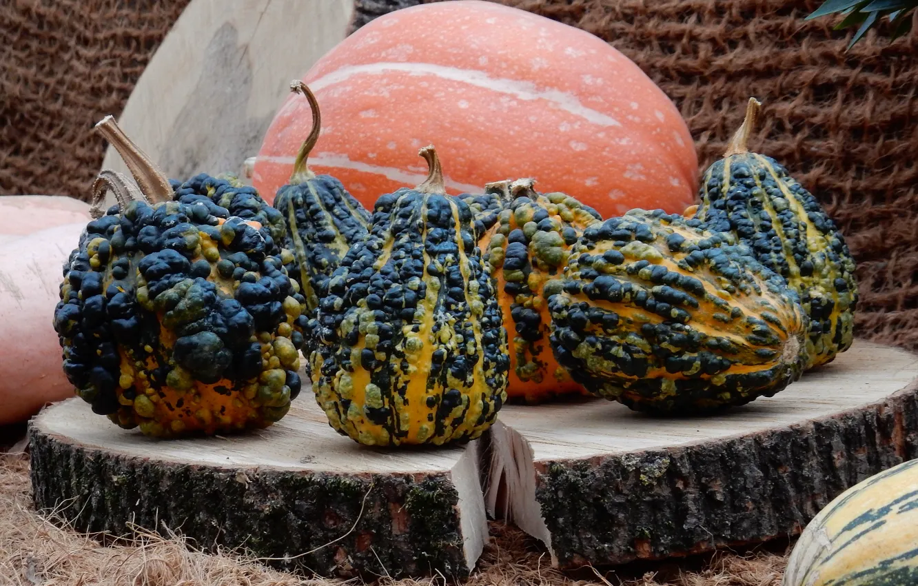 Фото обои осень, widescreen, обои, урожай, тыква, wallpaper, широкоформатные, background