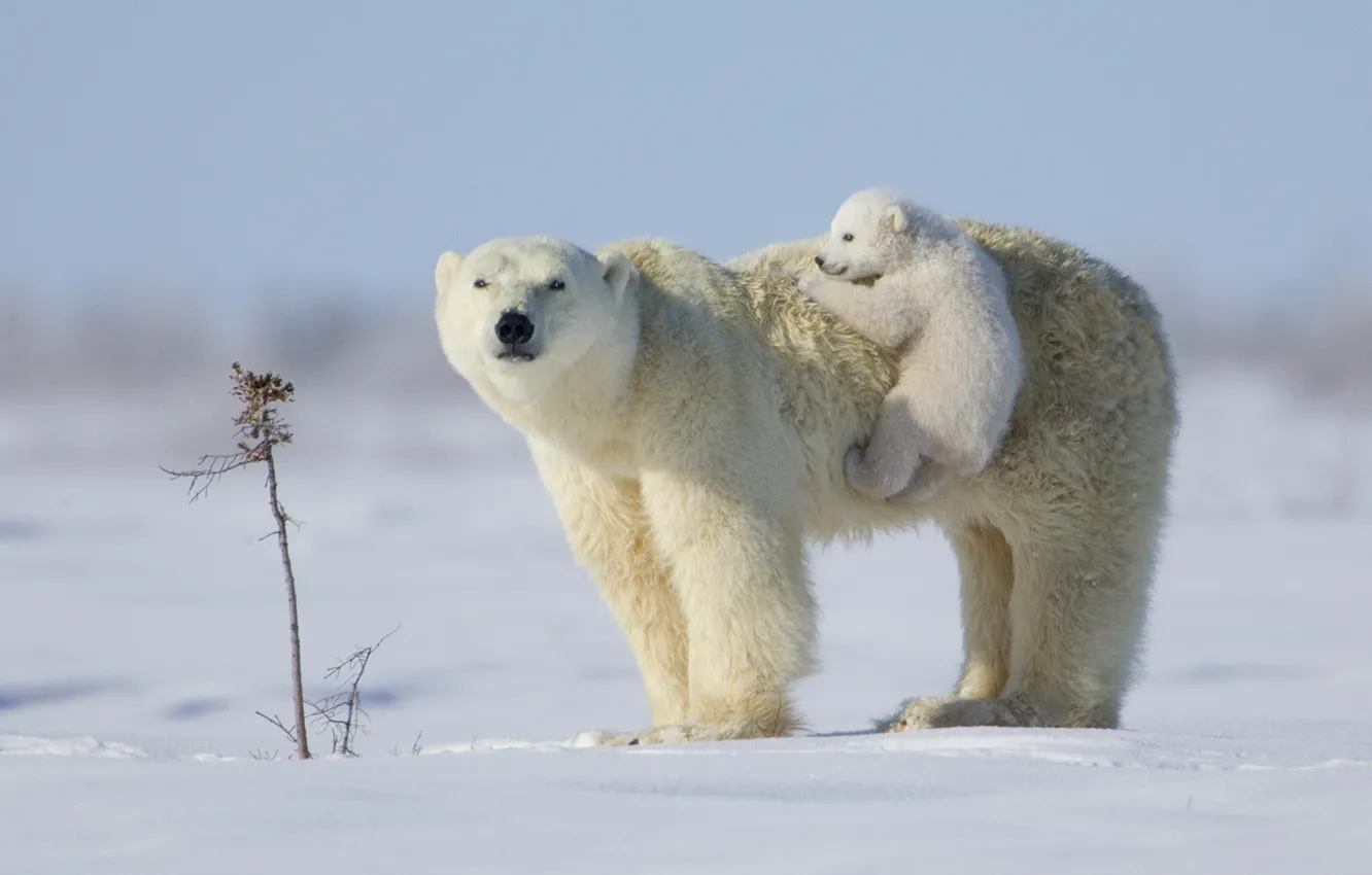 Фото обои white, puppy, snow, teddy bear, situation, bears, Polar bears