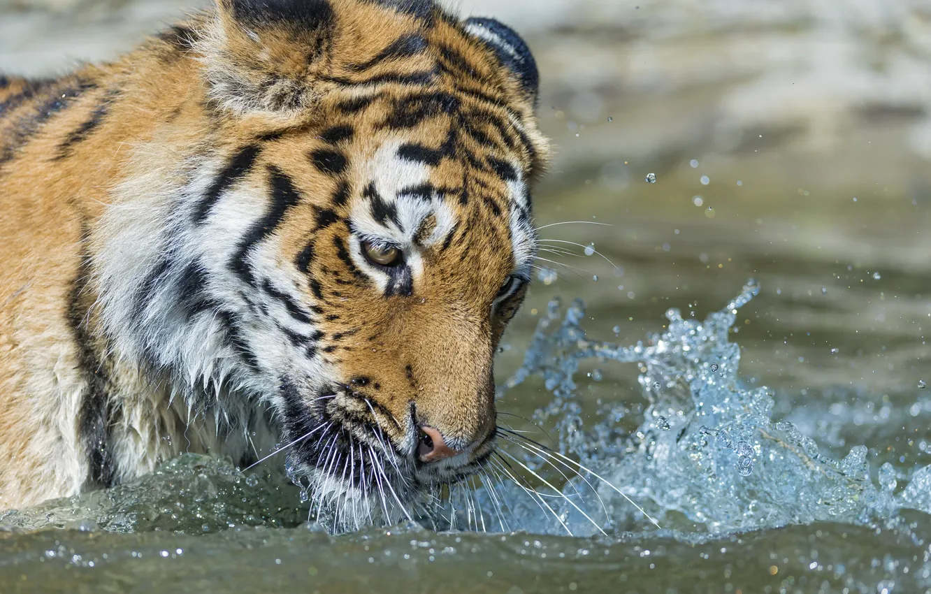 Фото обои кошка, взгляд, морда, вода, брызги, тигр, купание, амурский