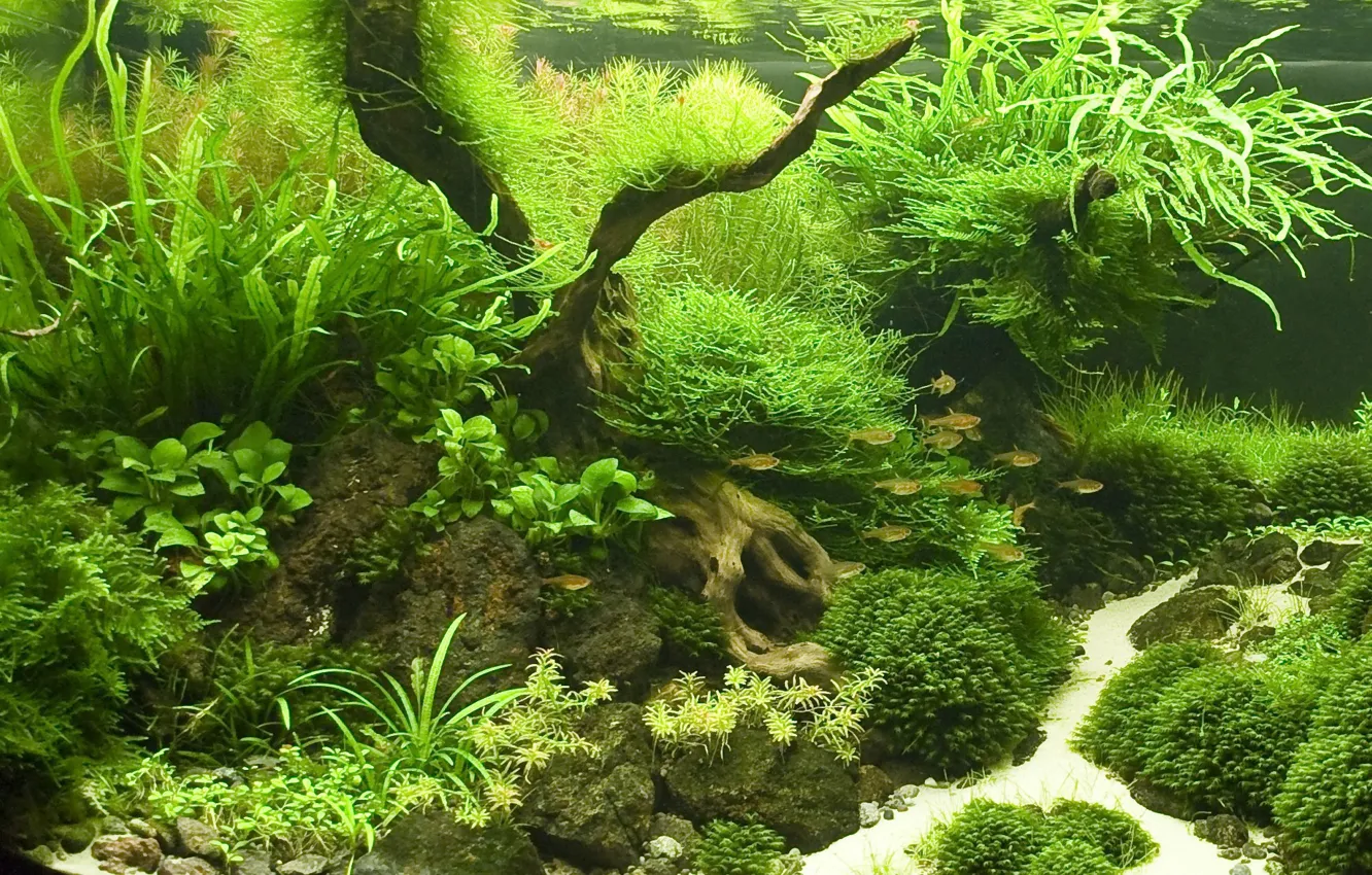 Фото обои рыбки, аквариум, растения