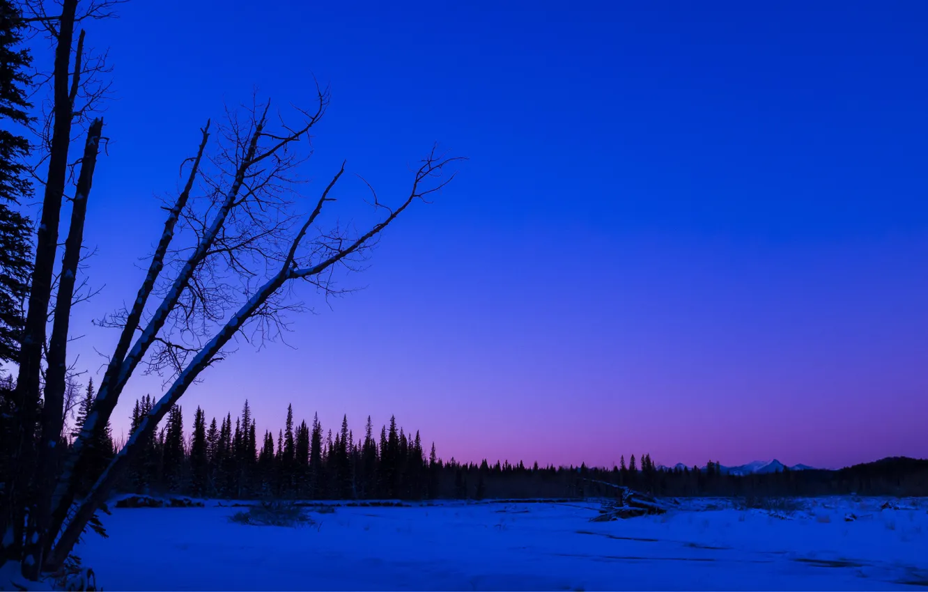 Фото обои Alberta, winter, snow, morning, sunrise, frost, Redwood Meadows