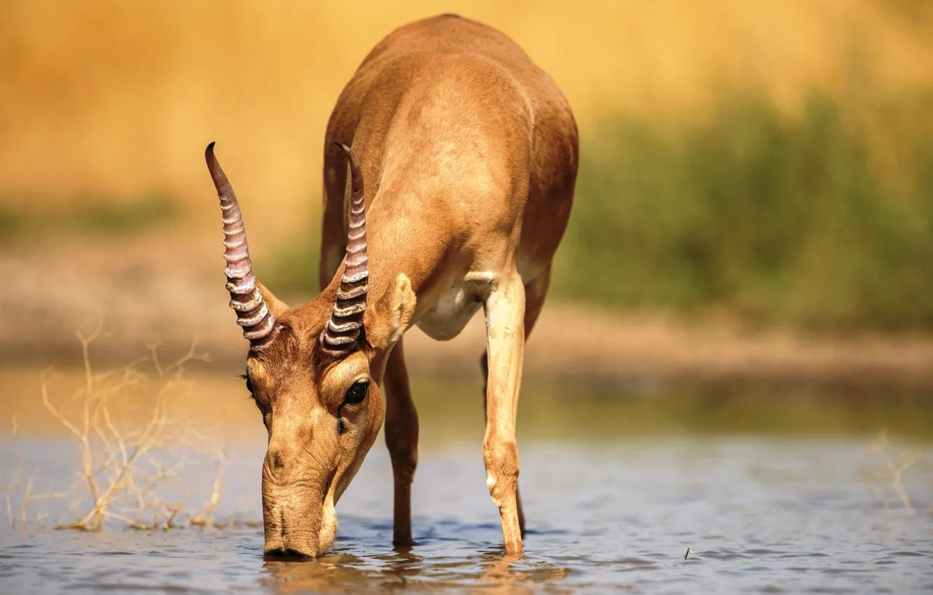 Фото обои озеро, антилопа, сайгак