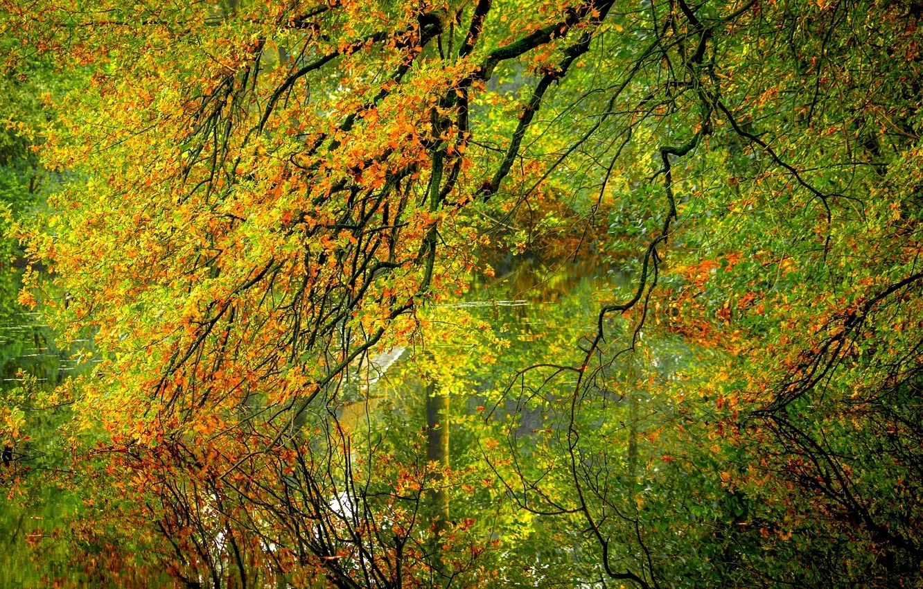 Фото обои осень, лес, листья, вода, деревья, природа, отражение, река